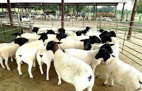Paraguay consolida presencia internacional con apertura del mercado de Singapur para carne ovina Paraguay consolida presencia internacional con apertura del mercado de Singapur para carne ovina