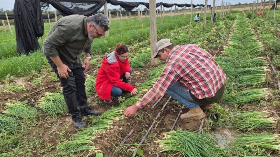 MASHAV apuesta por una cooperación tecnológica de largo plazo para impulsar la innovación agrícola en Paraguay MASHAV apuesta por una cooperación tecnológica de largo plazo para impulsar la innovación agrícola en Paraguay
