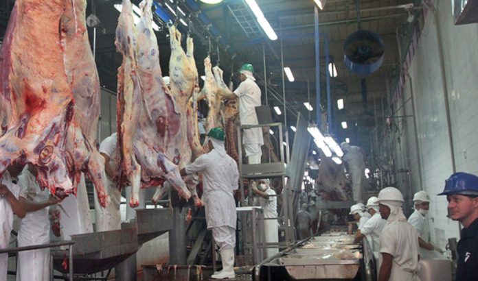 Exportaciones pecuarias alcanzan USD 920 millones al cierre de mayo, con crecimiento en sectores porcino y aviar Exportaciones pecuarias alcanzan USD 920 millones al cierre de mayo, con crecimiento en sectores porcino y aviar