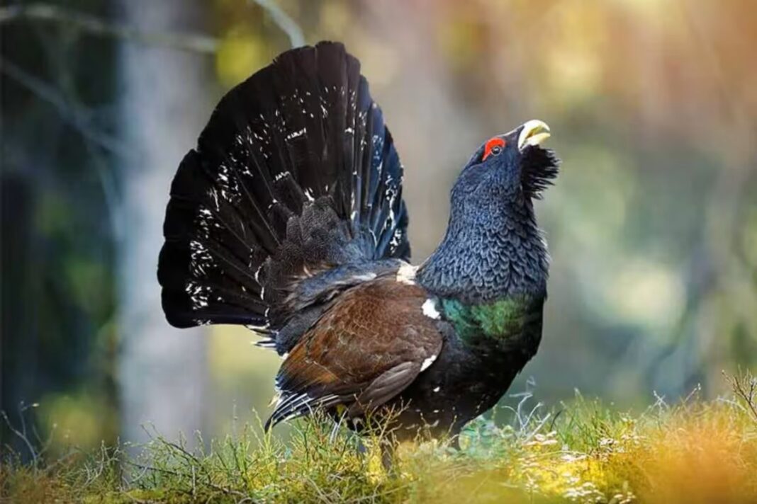 Gastaron cinco millones de dólares para liberar 30 aves en peligro de extinción y en seis meses solo quedó una con vida Gastaron cinco millones de dólares para liberar 30 aves en peligro de extinción y en seis meses solo quedó una con vida