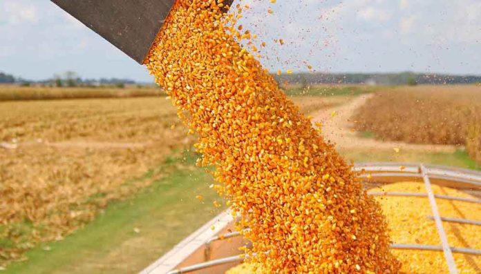 Estiman que producción de maíz llegará a 6 millones de toneladas, con divisas cercanas a los USD 1.000 millones Estiman que producción de maíz llegará a 6 millones de toneladas, con divisas cercanas a los USD 1.000 millones