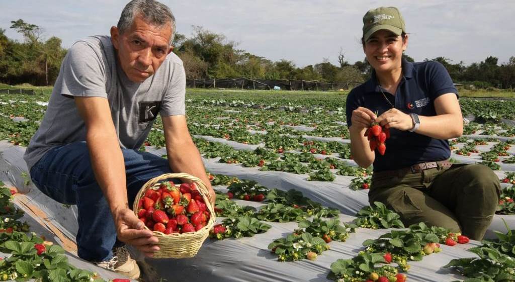 MAG fortalece la producción de frutilla en Areguá con asistencia técnica a agricultores familiares MAG fortalece la producción de frutilla en Areguá con asistencia técnica a agricultores familiares
