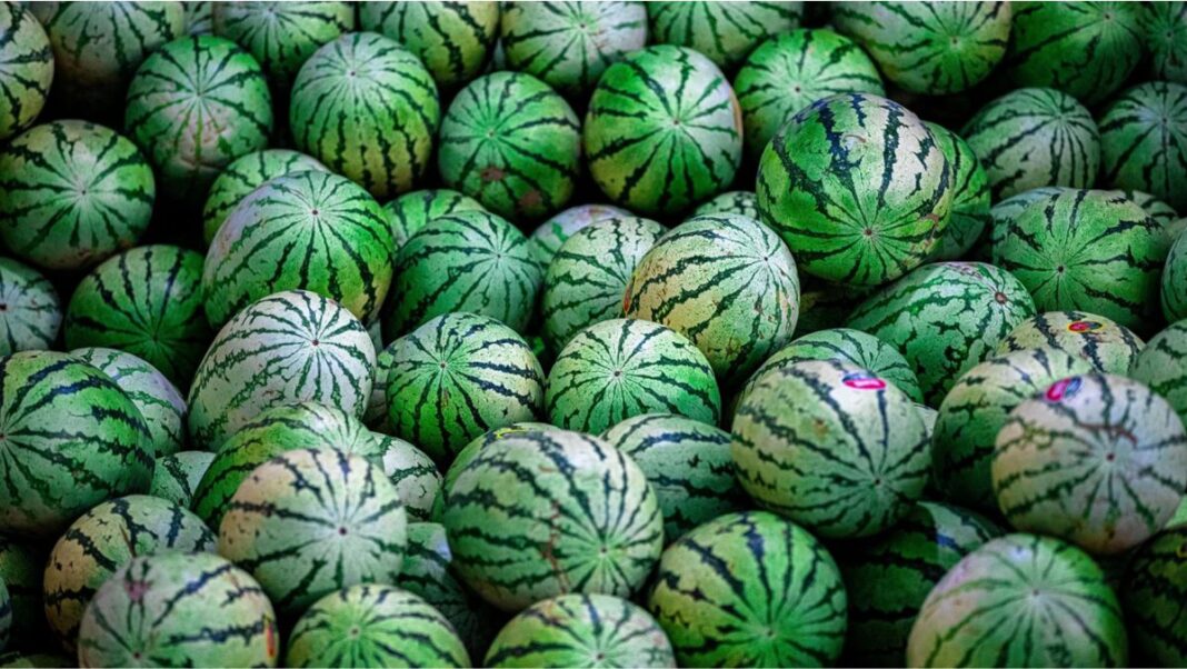 La producción de sandía gana protagonismo y se consolida como un cultivo estratégico para el agro paraguayo La producción de sandía gana protagonismo y se consolida como un cultivo estratégico para el agro paraguayo
