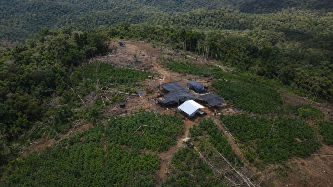Los bosques bajo presión: el mapa de los cultivos de marihuana dentro de áreas protegidas de Paraguay Los bosques bajo presión: el mapa de los cultivos de marihuana dentro de áreas protegidas de Paraguay