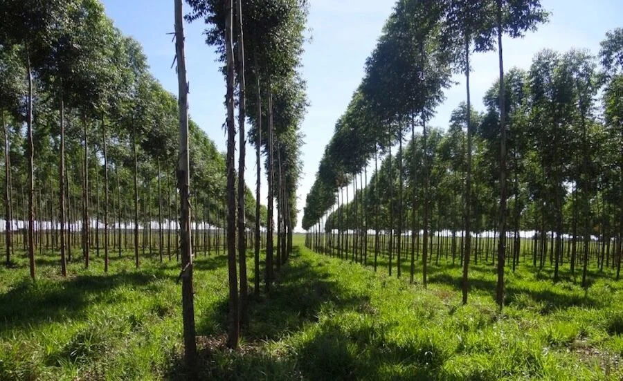 Paraguay exportó más de 100.000 toneladas de productos forestales Paraguay exportó más de 100.000 toneladas de productos forestales