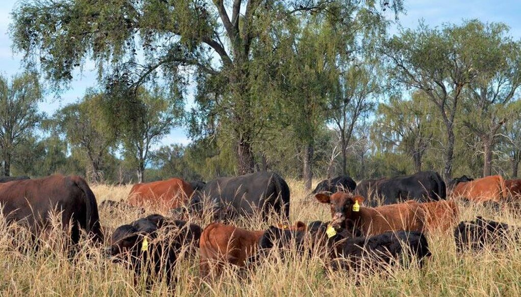 ¿Bosques vírgenes o comida? Lecciones sobre la frontera de posibilidades de la producción ¿Bosques vírgenes o comida? Lecciones sobre la frontera de posibilidades de la producción