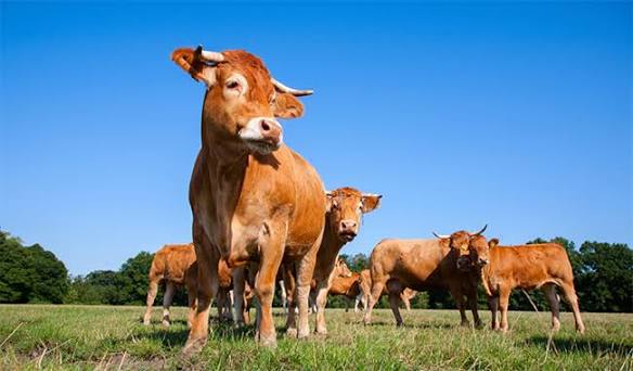 Índice de Precios del Productor registra una mejora mensual de 0,1% en julio Índice de Precios del Productor registra una mejora mensual de 0,1% en julio
