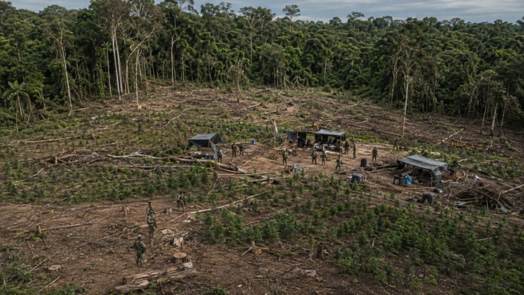 La otra huella del narcotráfico: cómo los cultivos de marihuana golpean a los bosques protegidos La otra huella del narcotráfico: cómo los cultivos de marihuana golpean a los bosques protegidos