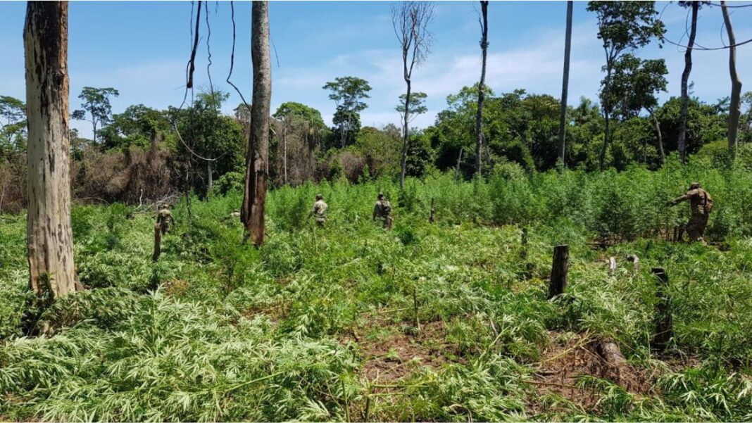 Erradicar no basta: por qué los cultivos de marihuana vuelven a aparecer dentro de las reservas Erradicar no basta: por qué los cultivos de marihuana vuelven a aparecer dentro de las reservas