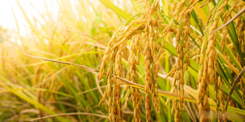Lluvias y falta de sol generan incertidumbre sobre la producción de arroz Lluvias y falta de sol generan incertidumbre sobre la producción de arroz
