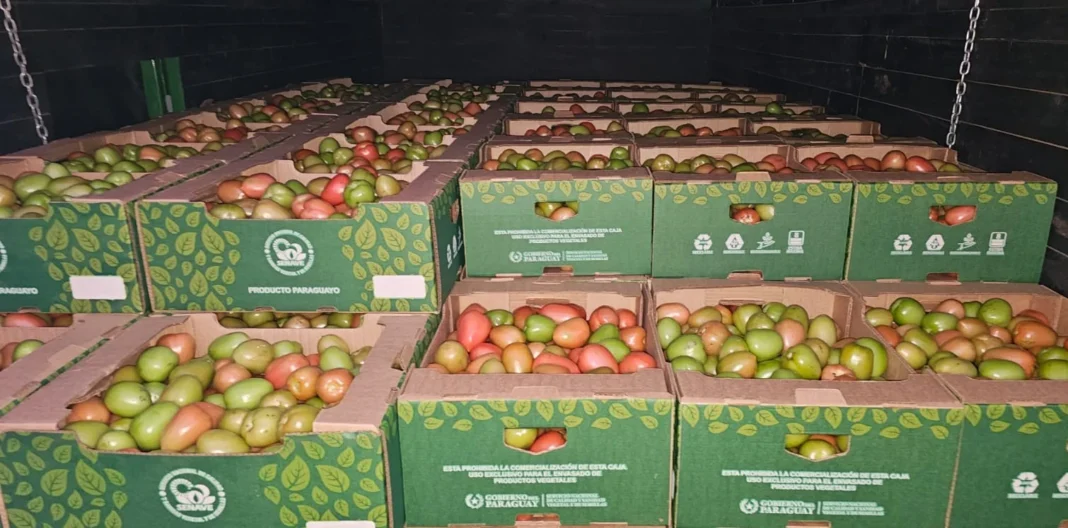 Consolidan exportación hortícola con envío de primer cargamento de 28.000 kilos de tomates al Brasil Consolidan exportación hortícola con envío de primer cargamento de 28.000 kilos de tomates al Brasil