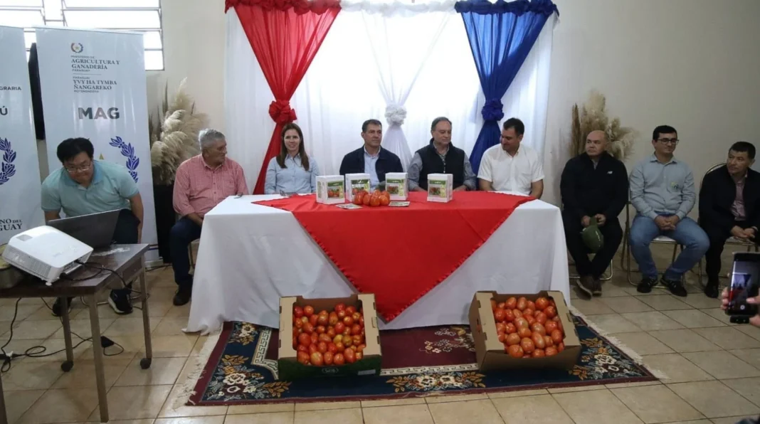Plan tomate de verano, con inversión de más de USD 460.000, beneficiará a 1.800 productores de Caaguazú Plan tomate de verano, con inversión de más de USD 460.000, beneficiará a 1.800 productores de Caaguazú