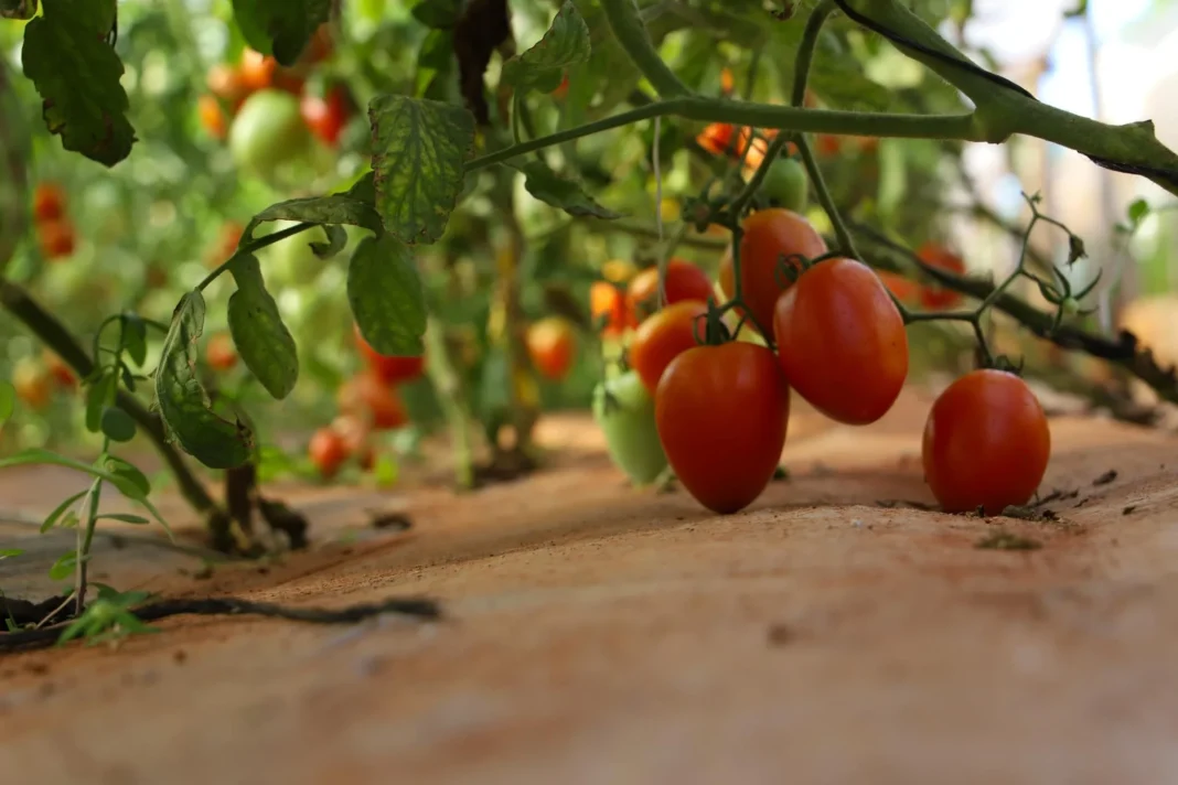 Paraguay consolida la exportación hortícola y abre nuevos mercados para pequeños productores Paraguay consolida la exportación hortícola y abre nuevos mercados para pequeños productores